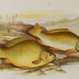 Houghton, W. - photo 1