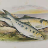 Houghton, W. - photo 2