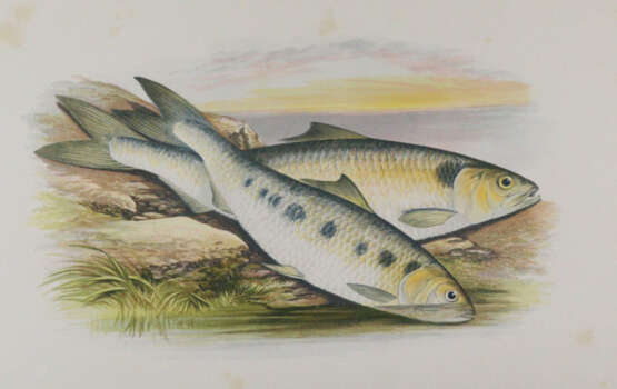 Houghton, W. - photo 2 Houghton, W. - photo 2