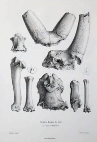 Gervais, (F.L.)P. - photo 2 Gervais, (F.L.)P. - photo 2