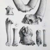 Gervais, (F.L.)P. - photo 2