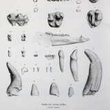 Gervais, (F.L.)P. - photo 3