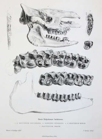 Gervais, (F.L.)P. - photo 4 Gervais, (F.L.)P. - photo 4