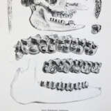 Gervais, (F.L.)P. - photo 4