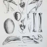 Gervais, (F.L.)P. - photo 5