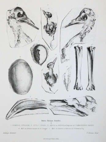 Gervais, (F.L.)P. - photo 5 Gervais, (F.L.)P. - photo 5