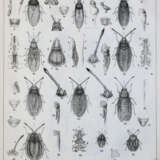 Fieber, F.X. - фото 2