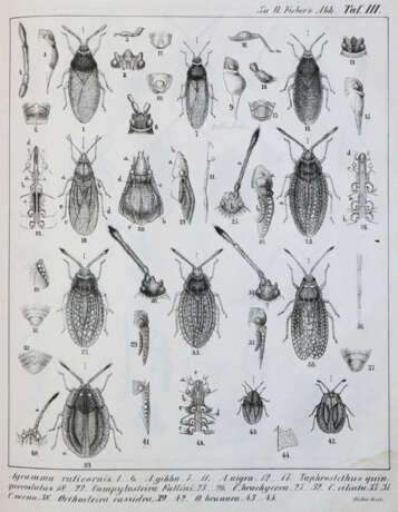 Fieber, F.X. - фото 2