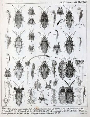 Fieber, F.X. - фото 3