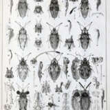 Fieber, F.X. - фото 3