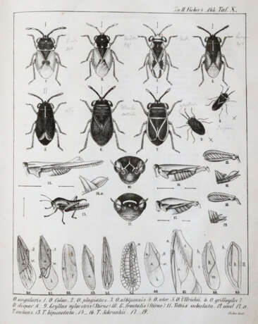 Fieber, F.X. - фото 4