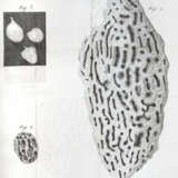 Smeathman, H. - фото 4