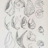 Journal de Conchyliologie. - фото 3