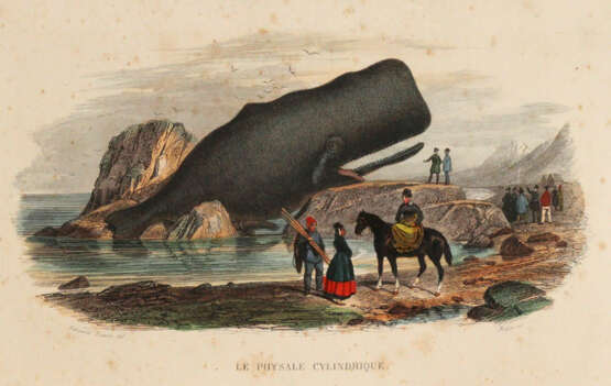 Lacépède, B.G.E.de. - photo 2