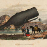 Lacépède, B.G.E.de. - photo 2