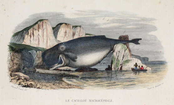 Lacépède, B.G.E.de. - photo 3