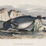 Lacépède, B.G.E.de. - photo 3