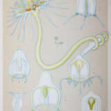 Mayer, A.G. - photo 2