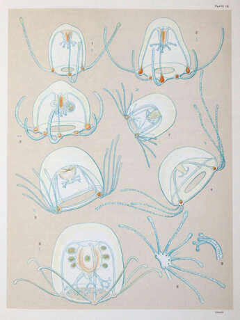 Mayer, A.G. - photo 3