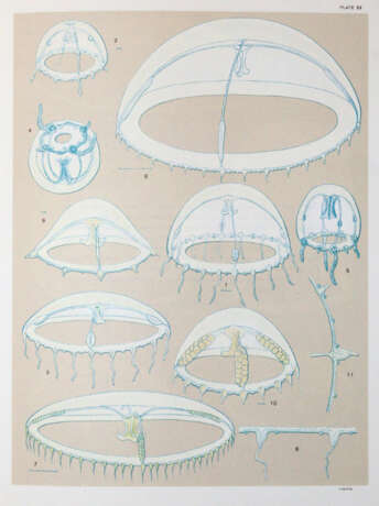 Mayer, A.G. - photo 4