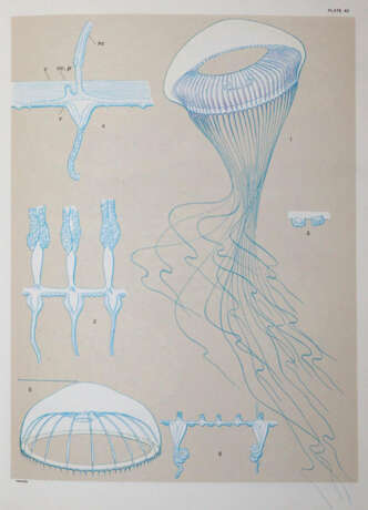 Mayer, A.G. - photo 5