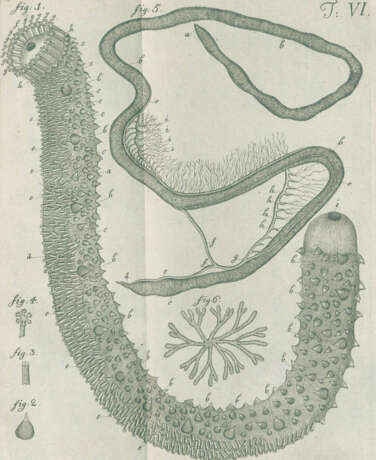 Leske, N.G. - photo 2