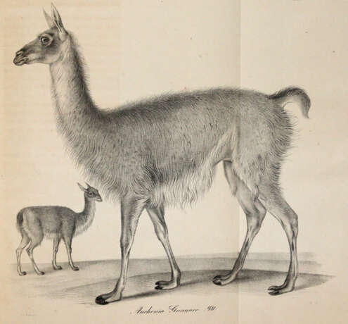 (Meyen, F.J.F. - photo 2