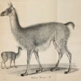 (Meyen, F.J.F. - photo 2