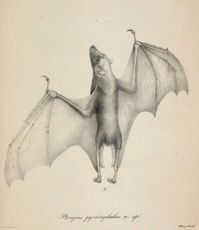 (Meyen, F.J.F. - photo 3