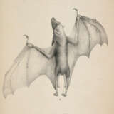 (Meyen, F.J.F. - photo 3