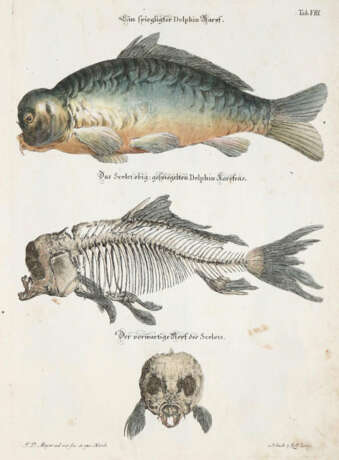 Meyer, J.D. - photo 3