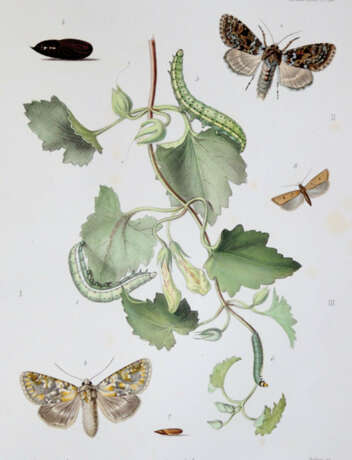 Milliere, P. - photo 2