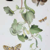 Milliere, P. - photo 2