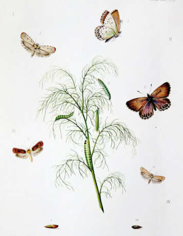 Milliere, P. - photo 3