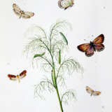 Milliere, P. - photo 3