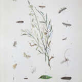 Milliere, P. - photo 4