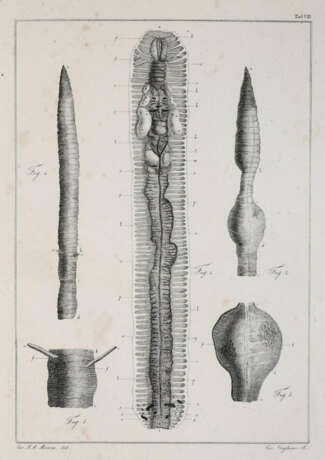 Morren, C.F.A. - фото 1 Morren, C.F.A. - фото 1