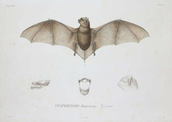 Sagra, R.de la. - фото 1 Sagra, R.de la. - фото 1