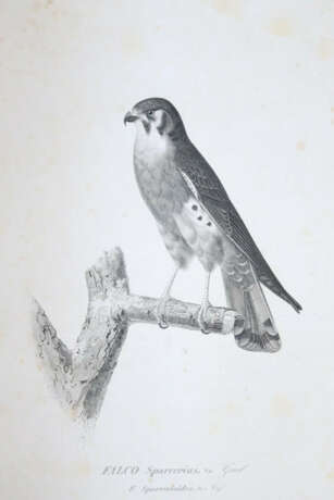 Sagra, R.de la. - фото 2 Sagra, R.de la. - фото 2