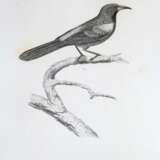 Sagra, R.de la. - фото 3