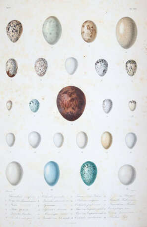 Sagra, R.de la. - фото 5 Sagra, R.de la. - фото 5