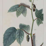 Godart, J. u. P.Duponchel. - фото 5