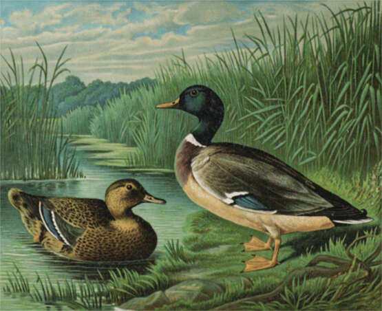 Maar, A. - фото 1 Maar, A. - фото 1