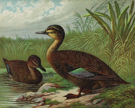 Maar, A. - фото 2 Maar, A. - фото 2