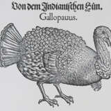 Gessner, C. - photo 2