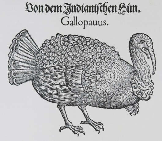 Gessner, C. - photo 2