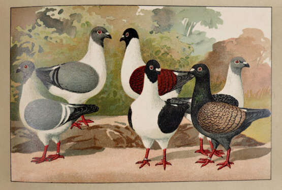 Schachtzabel, E. - photo 3 Schachtzabel, E. - photo 3