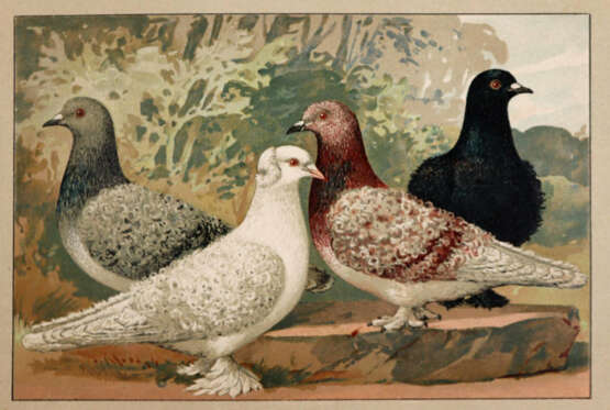 Schachtzabel, E. - photo 4 Schachtzabel, E. - photo 4