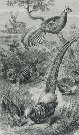 Wallace, A.R. - photo 1