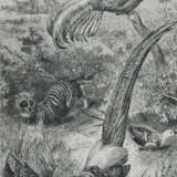 Wallace, A.R. - photo 1